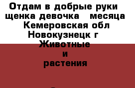 Отдам в добрые руки, щенка-девочка.3 месяца. - Кемеровская обл., Новокузнецк г. Животные и растения » Отдам бесплатно   . Кемеровская обл.,Новокузнецк г.